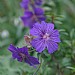 Geranium 'Sabani Blue'