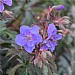 Geranium pratense 'Storm Cloud'
