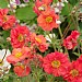Geum 'Scarlet Tempest'