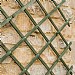 Gardman Riveted Expanding Trellis - Green (Various Sizes)