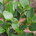 Griselinia 'Redge'