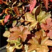 Heuchera 'Crème Brulee'