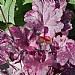Heuchera 'Midnight Rose'