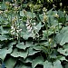 Hosta sieboldiana 'Blue Angel'
