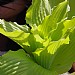 Hosta 'Dancing Queen'