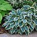 Hosta 'First Frost'