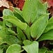Hosta 'Purple Heart'