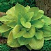Hosta 'Sum and Substance'