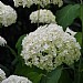 Hydrangea arborescens 'Annabelle'