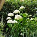 Hydrangea arborescens 'Annabelle'