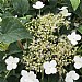 Hydrangea petiolaris