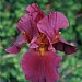 Iris 'War Chief'