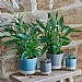 Ivyline Jolie Matte Reactive 3 Leg Cacti Pot Cover Sky Blue (Various Sizes)