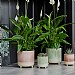 Ivyline Jolie Matte Reactive 3 Leg Cacti Pot Cover Mint (Various Sizes)