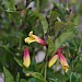 Jacobinia pauciflora 'Firefly'