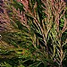 Juniperus horizontalis 'Lime Glow'