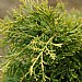 Juniperus x media 'Old Gold'