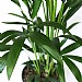 Kentia Palm (Howea Forsteriana)