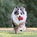 Kong Classic Dog Toy Red - Various Sizes