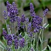 Lavandula angustifolia 'Ardeche Blue'
