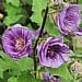 Lavatera 'Lilia Twirl'