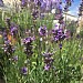 Lavandula angustifolia 'Munstead' (Lavender)