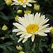 Leucanthemum x superbum 'Banana Cream'