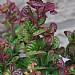Leucothoe axillaris 'Curly Red'