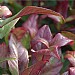 Leucothoe axillaris 'Zeblid'