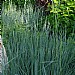 Leymus arenarius 'Blue Dune'