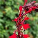 Lobelia 'Russian Princess'