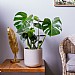 Swiss Cheese Plant (Monstera deliciosa)