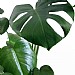 Swiss Cheese Plant (Monstera deliciosa)