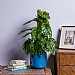 Monstera Monkey Leaf (Monstera obliqua)