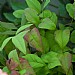 Nandina domestica 'Fire Power'