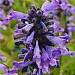 Nepeta 'Magical Mr Blue Sky'