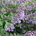Nepeta 'Six Hills Giant'