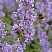 Nepeta grandiflora 'Summer Magic'