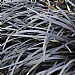 Ophiopogon planiscapus 'Nigrescens'