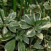 Pachysandra terminalis 'Variegata'