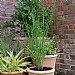 Panicum virgatum 'Northwind'