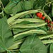 Smart Garden Pea & Bean Netting - Various Sizes