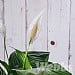 Peace Lily (Spathiphyllum)