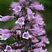 Penstemon 'Dakota Burgundy'