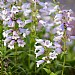 Penstemon 'Sour Grapes'