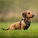 Twiggy Tags Petrichor Adventure Harness - Various Sizes
