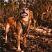 Twiggy Tags Petrichor Adventure Harness - Various Sizes