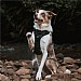 Twiggy Tags Petrichor Adventure Harness - Various Sizes