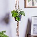 Heart Leaf (Philodendron scandens)