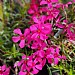Phlox subulata 'Scarlet Flame'